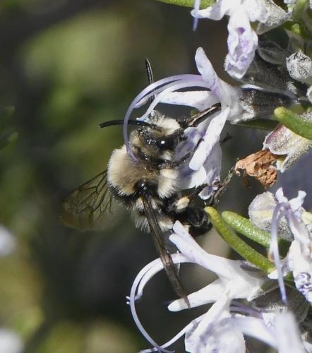 Réf. 224 509 : Melecta sp.